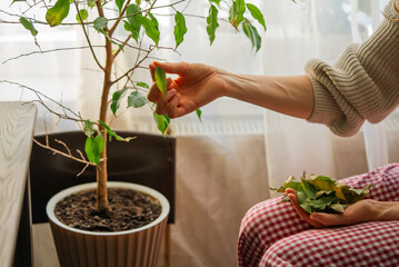 Gardener woman taking care of her houseplant by removing dry leaves sitting next to a window, holding some dry leaves in one hand and removing one from the plant with the other
