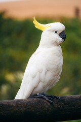 Zutraulicher Kakadu