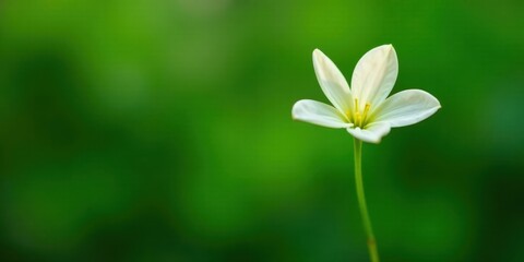 A solitary white blossom against a verdant backdrop, symbolizing purity and natural beauty
