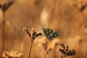 una farfalla pontia edusa al tramonto