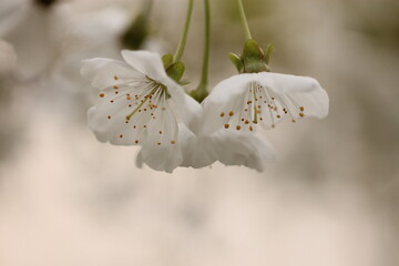 fiori di ciliegio in primavera