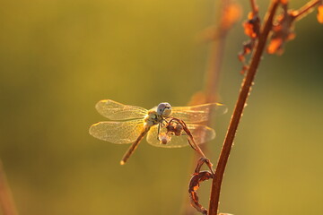 una libellula al tramonto