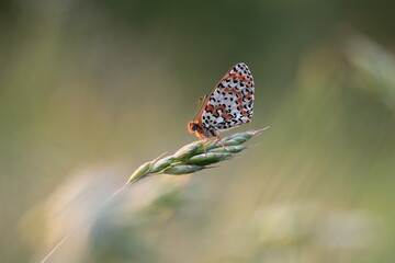 una farfalla melitaea su un fiore al tramonto