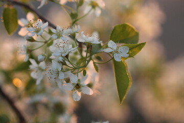 fiori di prugnolo in primavera