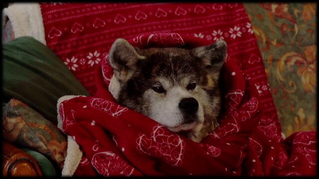 chien akita bring&eacute; magnifique, dans une couverture aux couleurs de no&euml;l