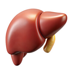 Realistic 3D Model of Human Liver Anatomy for Educational Purposes