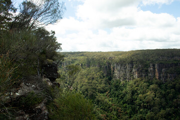 trees in the Australian mountains 