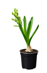 Hyacinth flower with white blooming buds in a black pot isolated on white background. Bulbous decorative house plant close-up. Beginning to bloom. High quality vertical photo
