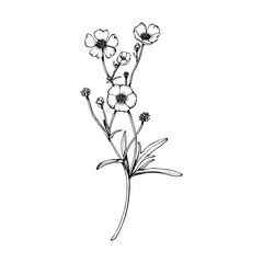 Wild flower buttercup branch. Hand drawn vector illustration. Botanical contour drawing. Sketch in black line on white isolated background. For clip art cards package