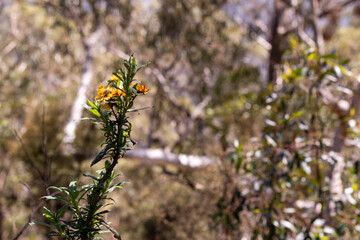 Wild yellow flower in the Australian bush 