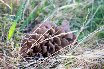 Pine cone on the ground 