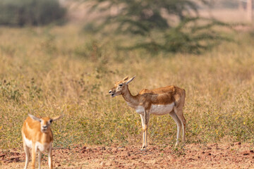 A group of female blackbucks grazes peacefully in the open grasslands of the Bishnoi Blackbuck Reserve in Jodhpur, blending harmoniously with the natural surroundings.