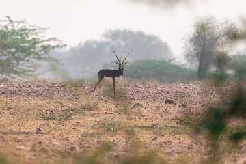 A majestic male blackbuck with striking spiral horns rests amidst the lush grasslands of the Bishnoi Blackbuck Reserve in Jodhpur, showcasing the beauty of Rajasthan's wildlife.