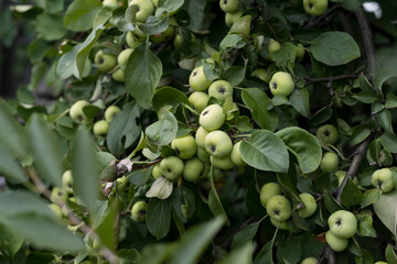 green apples on a branch, fruit competition