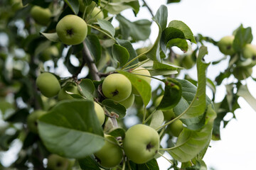 green apples on a branch, fruit competition