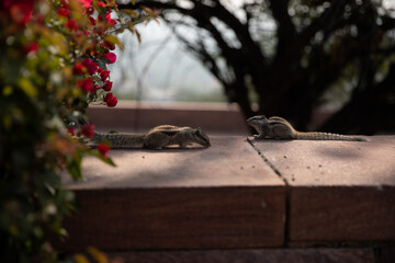 A curious squirrel perches near a vibrant flower plant adorned with red blossoms, creating a delightful scene of nature's harmony and charm.
