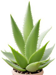 Aloe Vera (Aloe barbadensis miller) Succulent with thick, fleshy green leaves that store moisture, known for its medicinal properties. Aloe