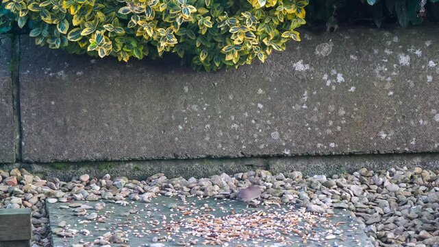 a wood mouse (long tailed field, Apodemus sylvaticus) feeding in a garden patio area