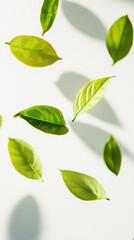 Vibrant Matcha Leaves Gracefully Floating in Mid Air with Soft Shadows