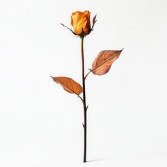 Dried yellow rose, studio shot, white background, minimalist design, greeting card