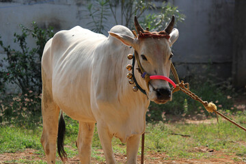 Happy Pongal religious traditional festival of south Indian cow with traditional decoration	