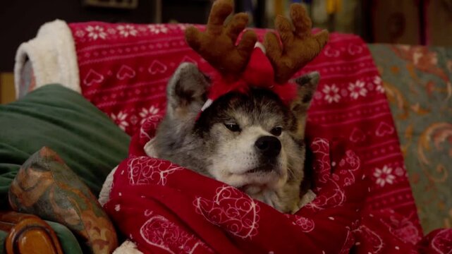 chien akita bring&eacute; magnifique, avec des fausses cornes de rennes, en portrait rapproch&eacute; dans une couverture aux couleurs de no&euml;l, avec zoom arri&egrave;re