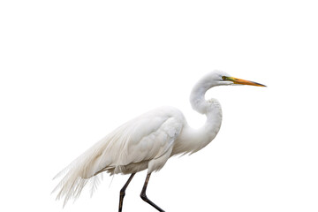 Obraz premium A regal white heron with a long neck and sharp yellow beak, standing gracefully, exuding beauty and natural elegance, isolated on a transparent background