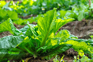 Fototapeta premium Fresh green leaves of vegetables in sunlight