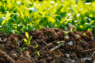 Fresh green leaves of vegetables in sunlight