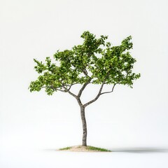 Obraz premium Small tree, studio, white background, nature design