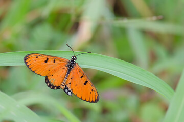 Butterfly on flower and leaf