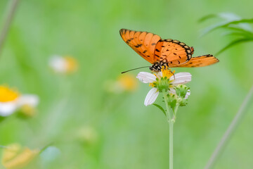 Butterfly on flower and leaf