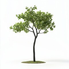 Obraz premium Studio-shot young tree, white background, design element