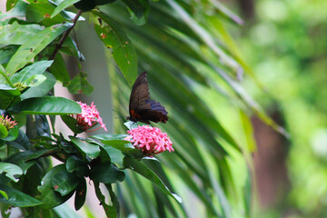 A stunning close-up of a butterfly perched gracefully amidst vibrant flowers and lush greenery. This image highlights the intricate details of its delicate wings, perfect for projects centered on natu