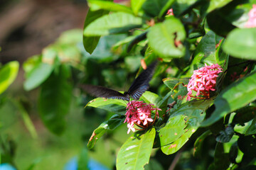 A stunning close-up of a butterfly perched gracefully amidst vibrant flowers and lush greenery. This image highlights the intricate details of its delicate wings, perfect for projects centered on natu