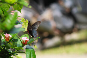 A stunning close-up of a butterfly perched gracefully amidst vibrant flowers and lush greenery. This image highlights the intricate details of its delicate wings, perfect for projects centered on natu