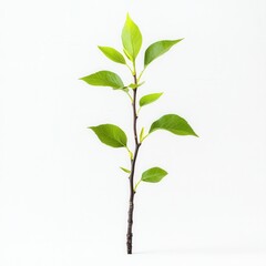 Fototapeta premium Young sprout, studio shot, growth, white background, eco