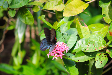 A stunning close-up of a butterfly perched gracefully amidst vibrant flowers and lush greenery. This image highlights the intricate details of its delicate wings, perfect for projects centered on natu