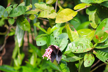A stunning close-up of a butterfly perched gracefully amidst vibrant flowers and lush greenery. This image highlights the intricate details of its delicate wings, perfect for projects centered on natu