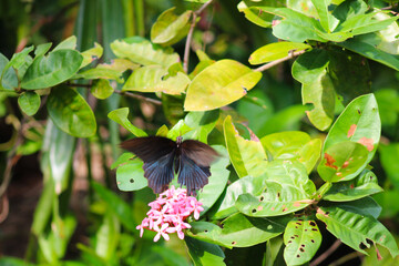 A stunning close-up of a butterfly perched gracefully amidst vibrant flowers and lush greenery. This image highlights the intricate details of its delicate wings, perfect for projects centered on natu