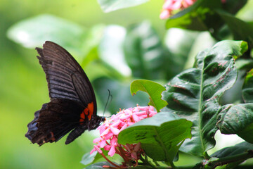 A stunning close-up of a butterfly perched gracefully amidst vibrant flowers and lush greenery. This image highlights the intricate details of its delicate wings, perfect for projects centered on natu