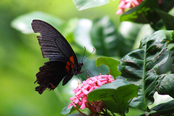 A stunning close-up of a butterfly perched gracefully amidst vibrant flowers and lush greenery. This image highlights the intricate details of its delicate wings, perfect for projects centered on natu
