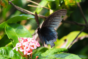 A stunning close-up of a butterfly perched gracefully amidst vibrant flowers and lush greenery. This image highlights the intricate details of its delicate wings, perfect for projects centered on natu