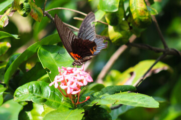 A stunning close-up of a butterfly perched gracefully amidst vibrant flowers and lush greenery. This image highlights the intricate details of its delicate wings, perfect for projects centered on natu