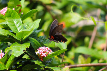 A stunning close-up of a butterfly perched gracefully amidst vibrant flowers and lush greenery. This image highlights the intricate details of its delicate wings, perfect for projects centered on natu