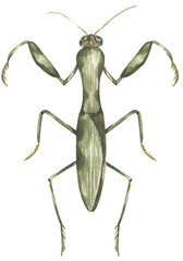 watercolor hand drawn mantis illustration, children educational clipart, graphic insect life growth print