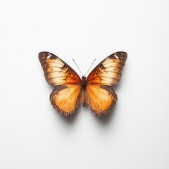 Obraz premium Orange butterfly, studio shot, white background, nature