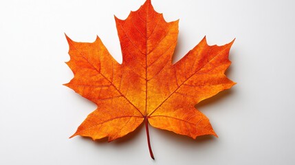 Fototapeta premium Vibrant Orange Maple Leaf Isolated Against Clean White Background, Perfect for Autumn-Themed Designs, Seasonal Decor, and Nature-Inspired Artworks