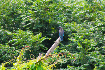 A captivating photograph of the Indian Roller bird in its natural surroundings. Highlights the bird's vibrant colors and graceful posture, making it ideal for wildlife and nature projects.