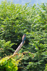 A captivating photograph of the Indian Roller bird in its natural surroundings. Highlights the bird's vibrant colors and graceful posture, making it ideal for wildlife and nature projects.